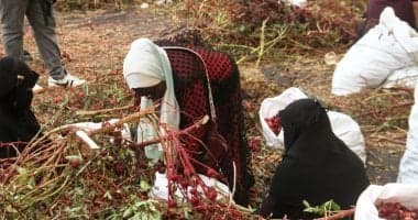 Aswan hibiscus Gains Market Popularity