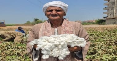 Harvest begins in Ghitan Al-Sharqiya