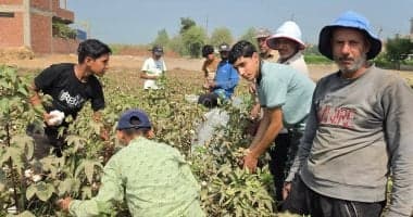 Children Reap Cotton in Eastern Villages