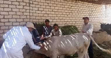 Abu Al-Qasr Vet Prepares Livestock Vaccination