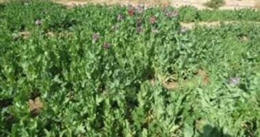 Security raids target Satan's Gardens