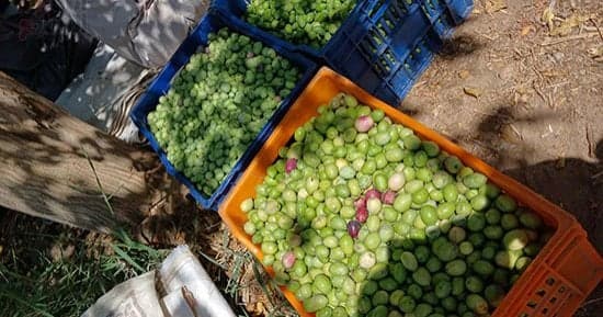 UN reports 178 attacks on Palestinian farmers