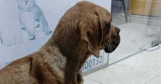Law Details on Dangerous Animals and Dogs