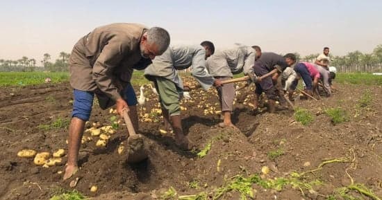 اتحاد البستانيين يعلن حجز تقاوي العروة الصيفية