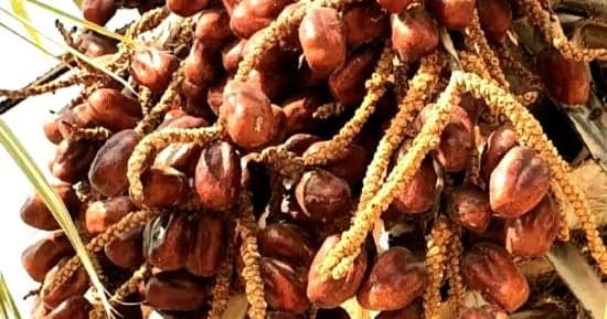 Doum Palm: Heritage and Healing