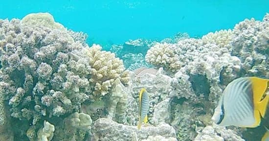 Shuwait Island, a serene Red Sea retreat