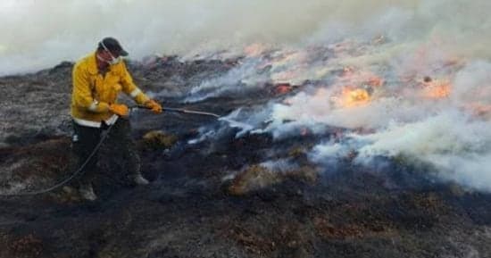 Forests face severe degradation