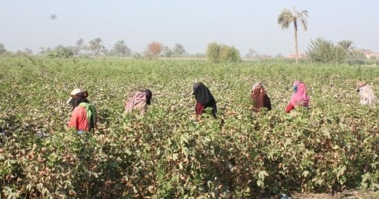 بدء موسم جني القطن في مصر