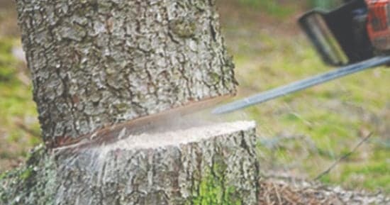 Judicial ruling on tree removal rules