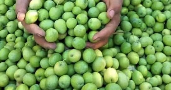 Marsa Matruh Olive Harvest Advances