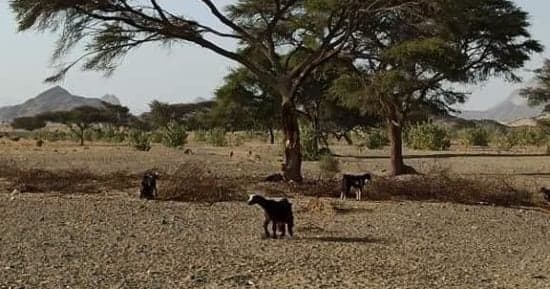 وادي الدئيب يصنع واحة طبيعية في محمية علبة