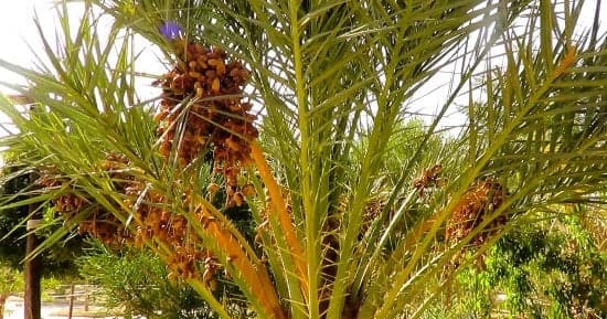 حصاد التمور في سيوة واحة النخيل