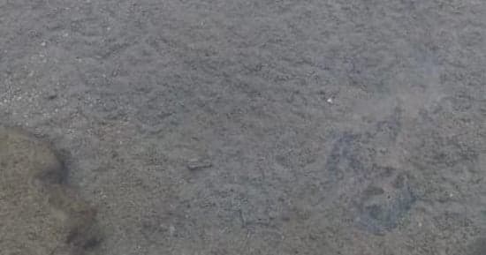 Al-Majla Spring Supports Wildlife
