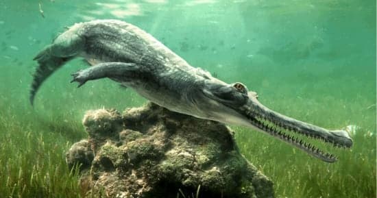 Sphinx Crocodile Fossil Re-examined