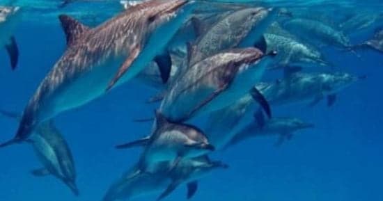 Red Sea marine habitats conservation