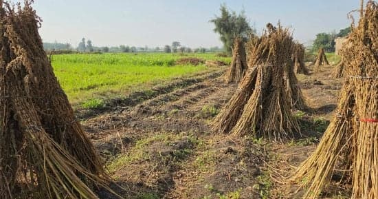 زراعة الشرقية تنهي حصاد السمسم