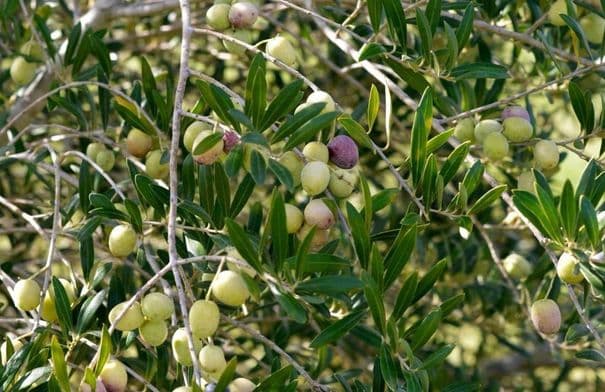 Ajloun Prepares for Olive Harvest