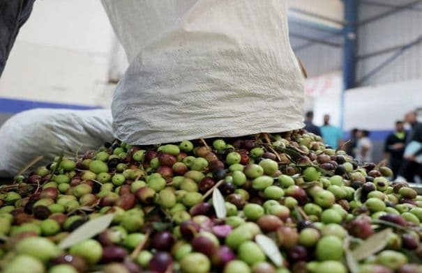 معاصر الزيتون في عجلون تستأنف العمل