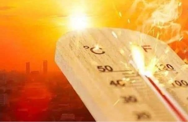 المزارعون يوصون بحماية الثروة الحيوانية والنباتية من الحر