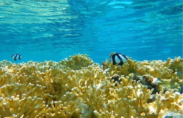 الأردن يدرج محمية العقبة على قائمة اليونسكو