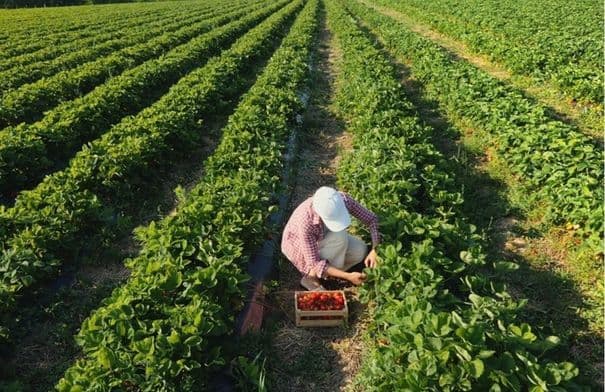 الزراعة توضح إرشادات لمواجهة الحر