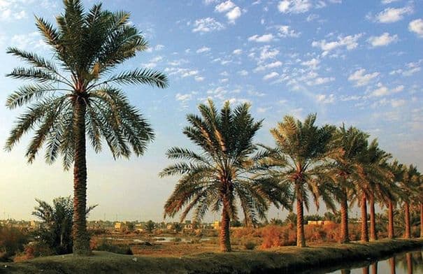 ندوة لتقليل آفات النخيل في الأغوار