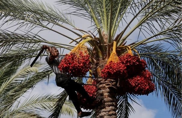 الازرق تبدأ حملة زراعة 1500 نخلة