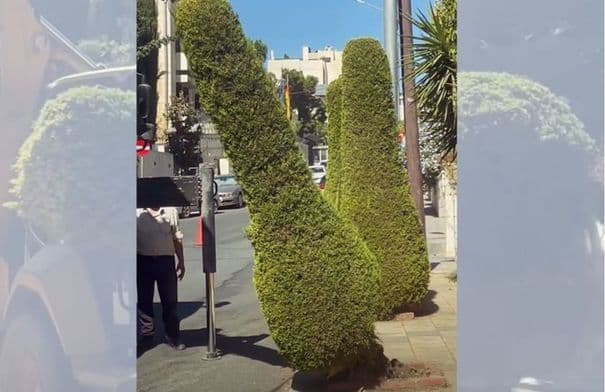 Amman Municipality Clears Trees Blocking Sidewalks