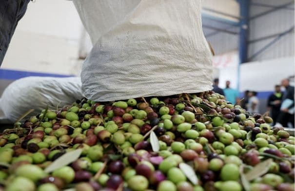 Agriculture Ministry on Olive Oil Prices