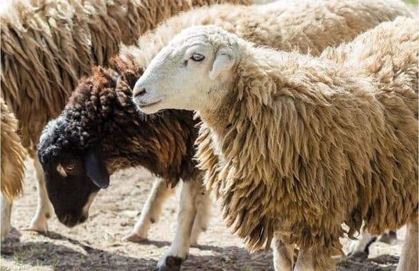 Al-Azraq Agriculture urges livestock document renewal