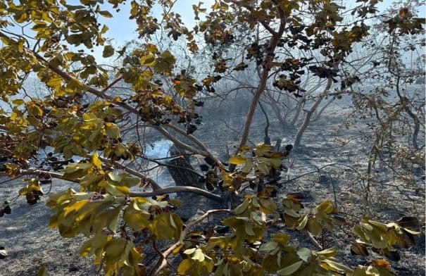 Fire burning 25 dunams near Jerash controlled