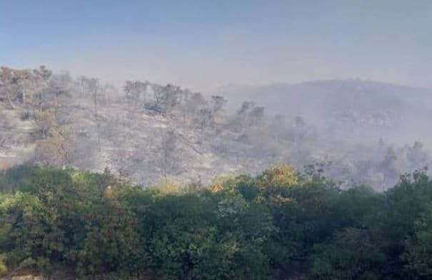 زراعة الطيبة تبدأ حملة تقليم أشجار المدارس