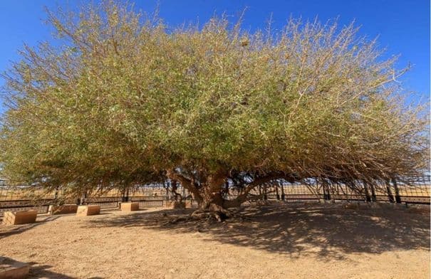 Awqaf Minister Links Baqeawi Tree to Prophet's Levant Journey