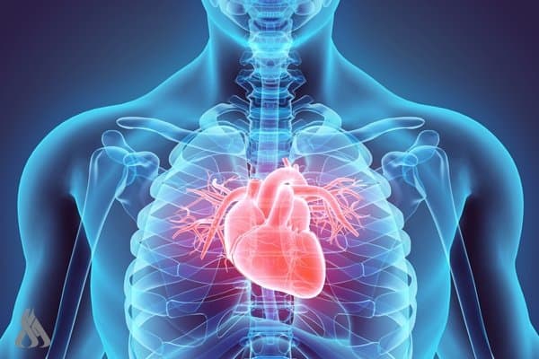 Muscle quality linked to lower heart risk
