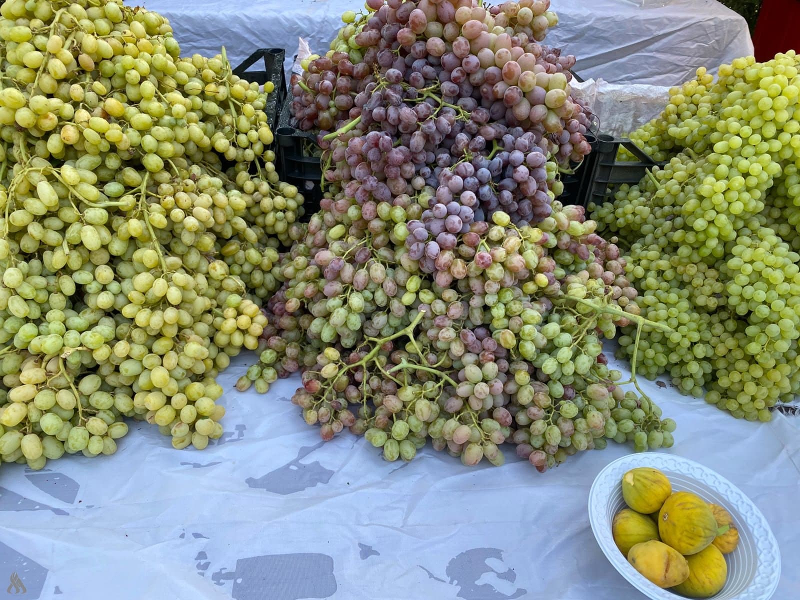 Erbil Grape Festival Showcases 50+ Varieties