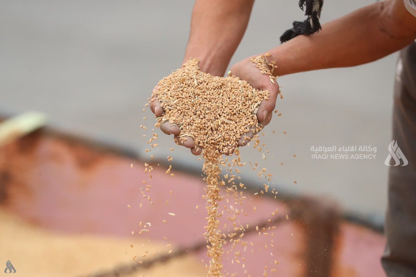 الزراعة تؤكد الاكتفاء من بذور الحنطة