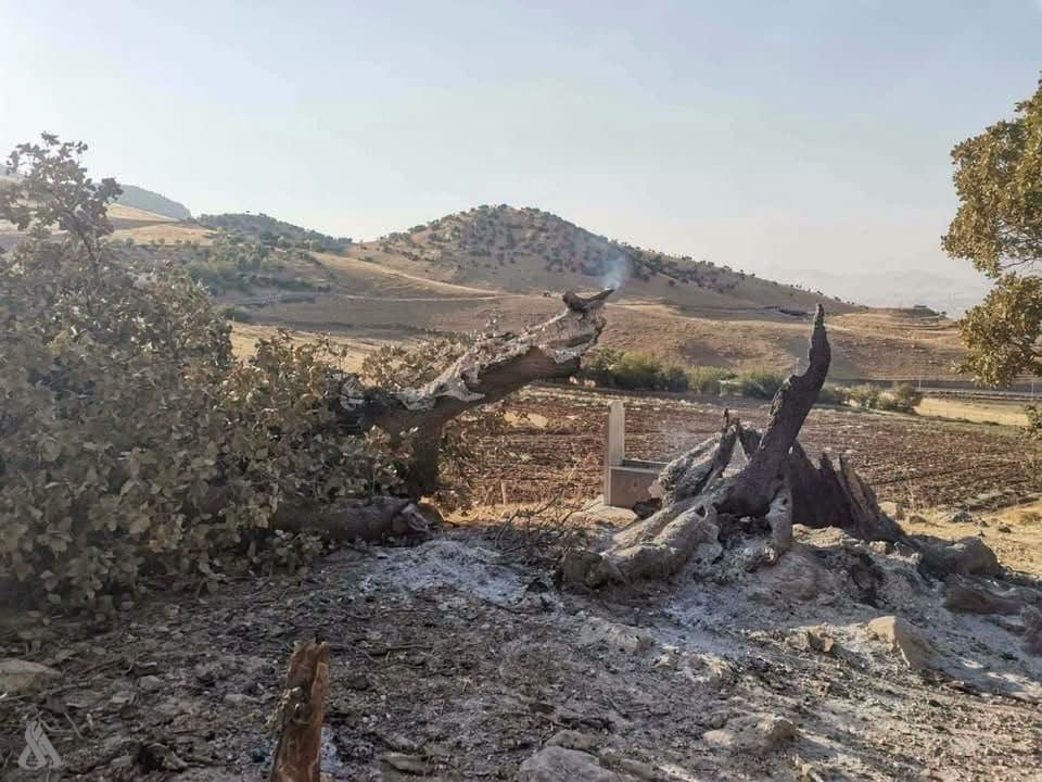 Sulaymaniyah citizen detained for burning 200-year-old oak