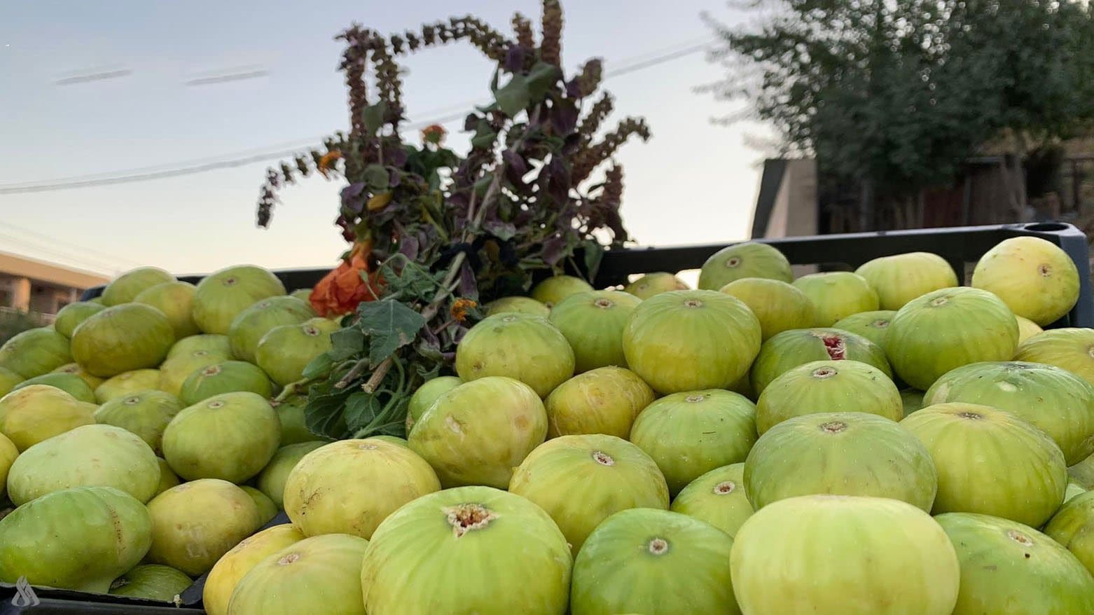 Kurdistan Agriculture produces over 25,000 tons of figs