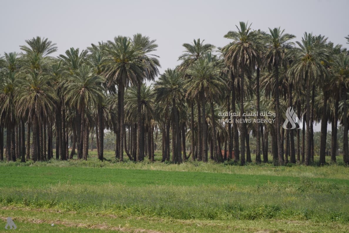 Iraq unveils desert cultivation plan