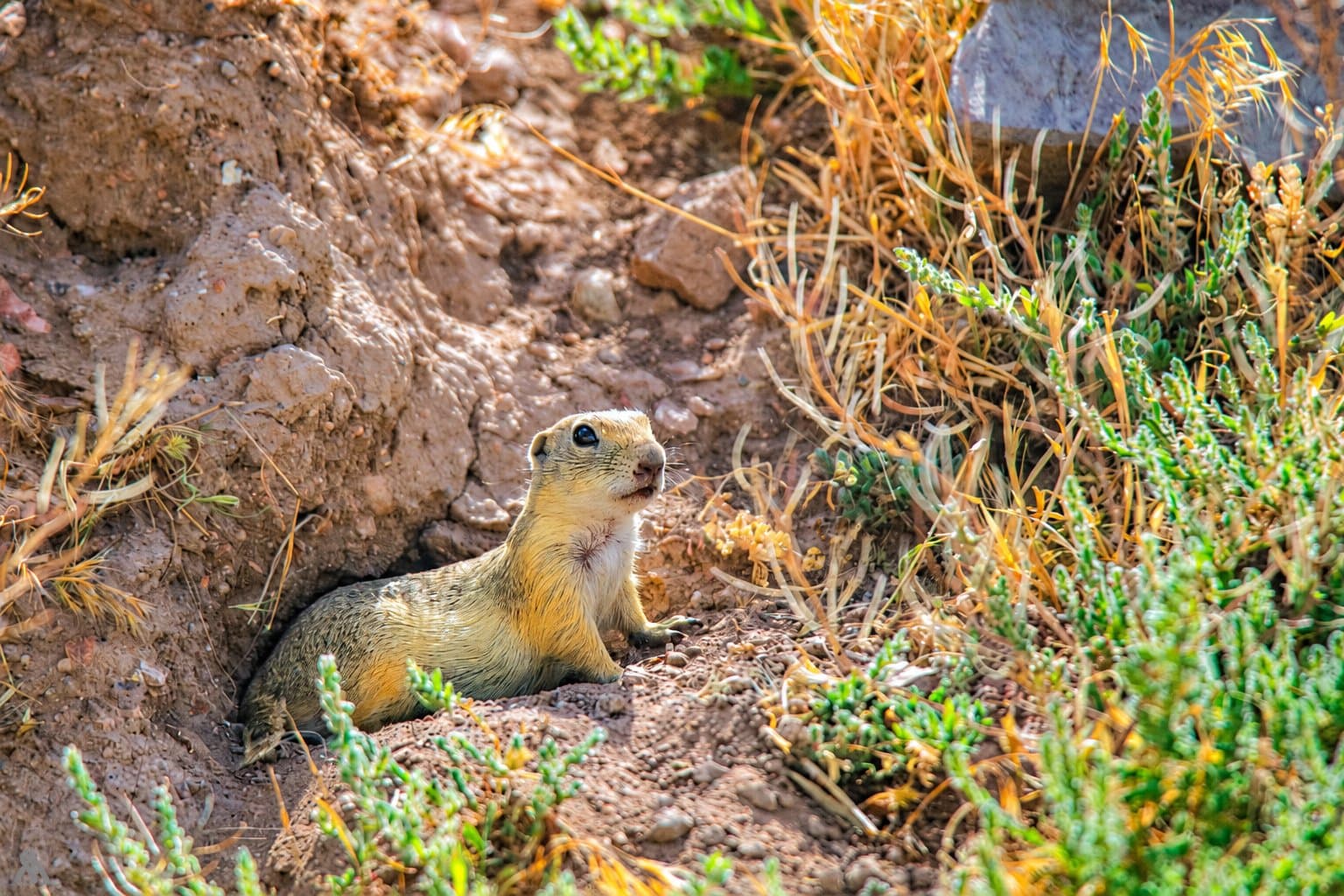 Rare squirrel species found in Kurdistan