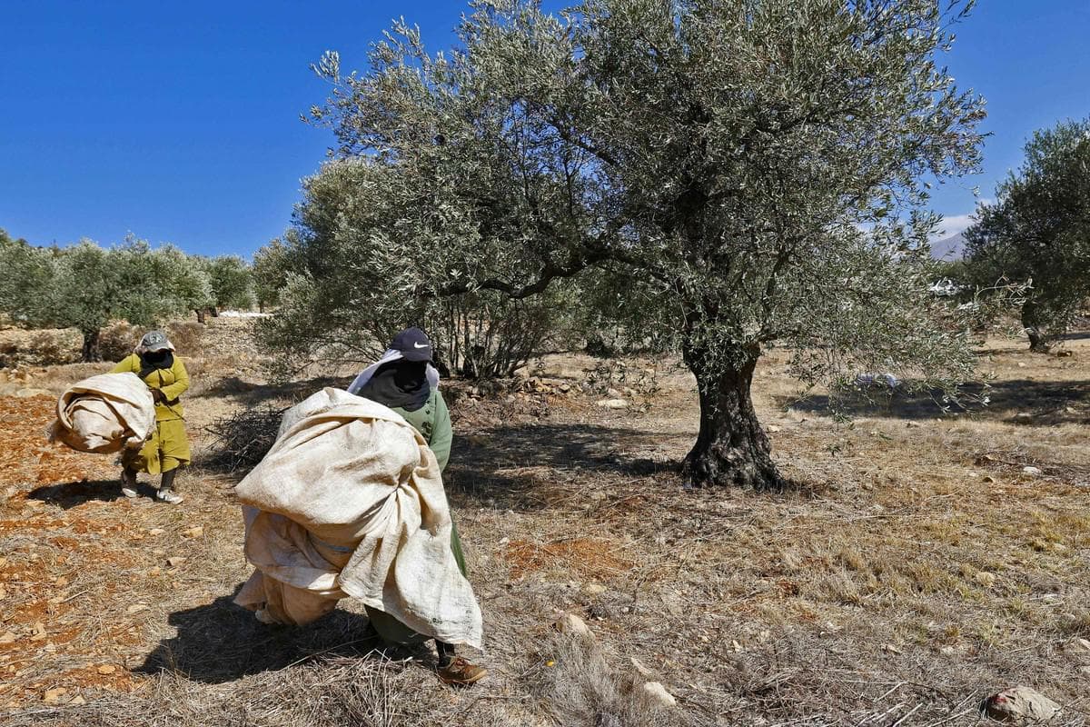 Israeli Rules for Olive Harvest in Southern Lebanon