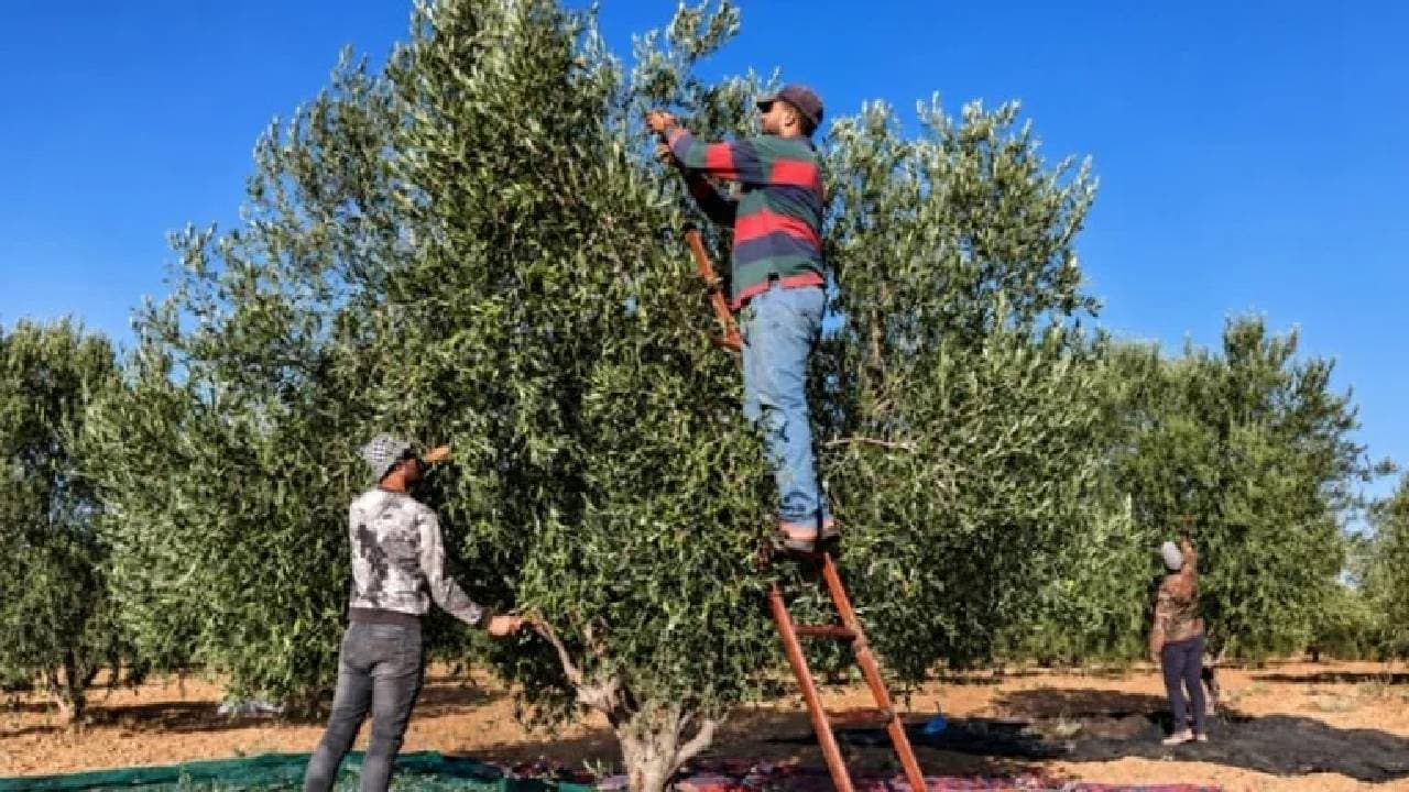 Olive Oil Aid Guidelines