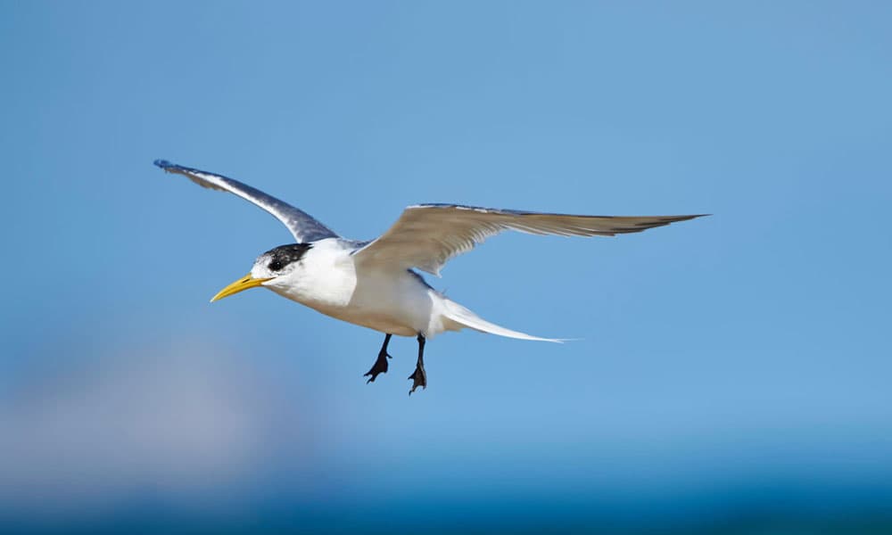 First Detection of H5 Avian Influenza Strain in a Seabird in Australia