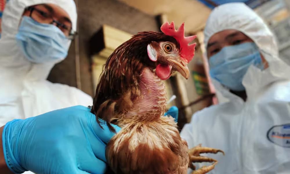 Australia to vaccinate birds against H5 strain