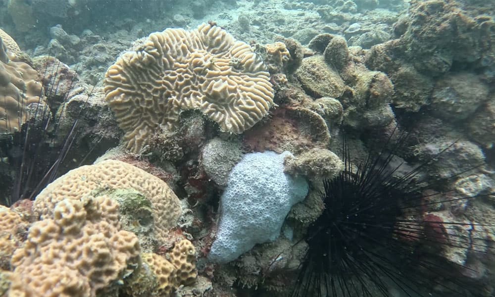 Kuwaiti Team: Arrefjan Coral Bleaching Low