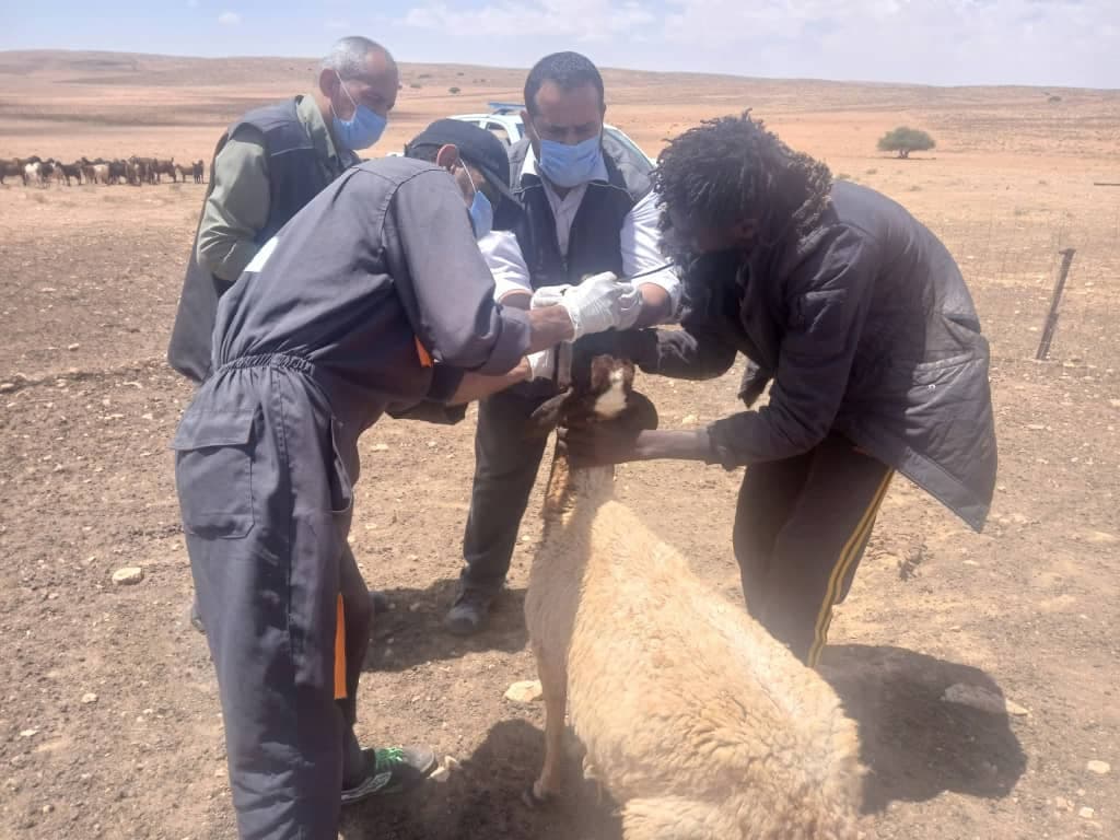 Agricultural Police and Animal Health Office in Casablanca Monitor Foot-and-Mouth Disease Outbreaks in Qandoula and Marawa