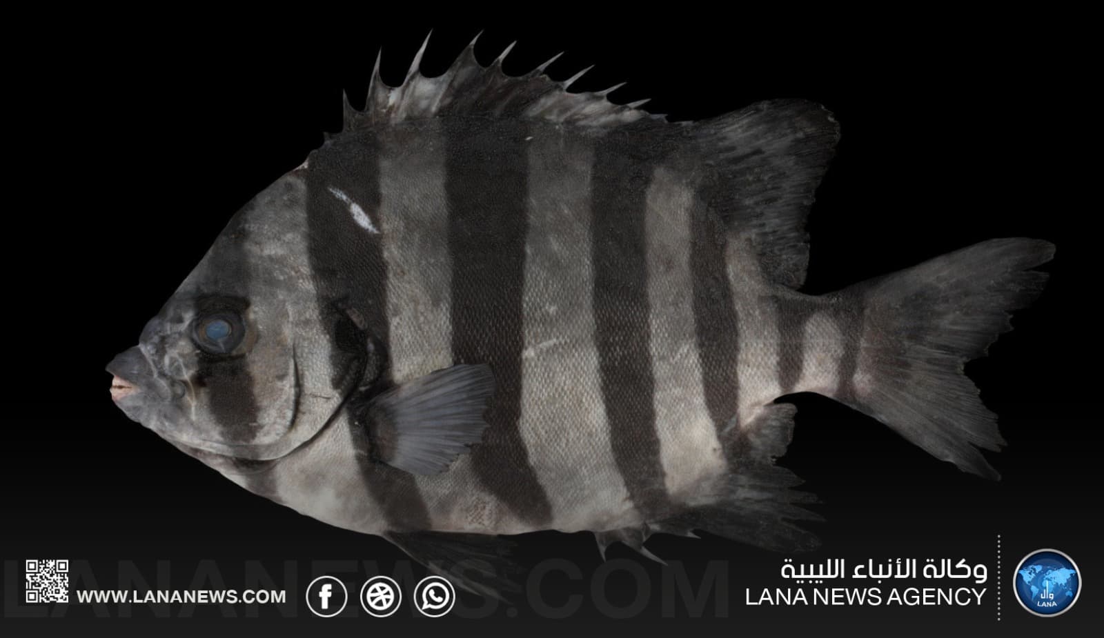 Scientific Study Confirms Presence of Striped Beakfish in Libyan Waters