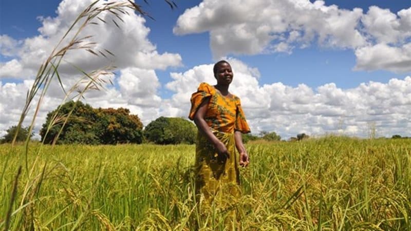 Nigeria allocates $500 million for agricultural investment in the Niger Delta to boost production and attract private sector participation