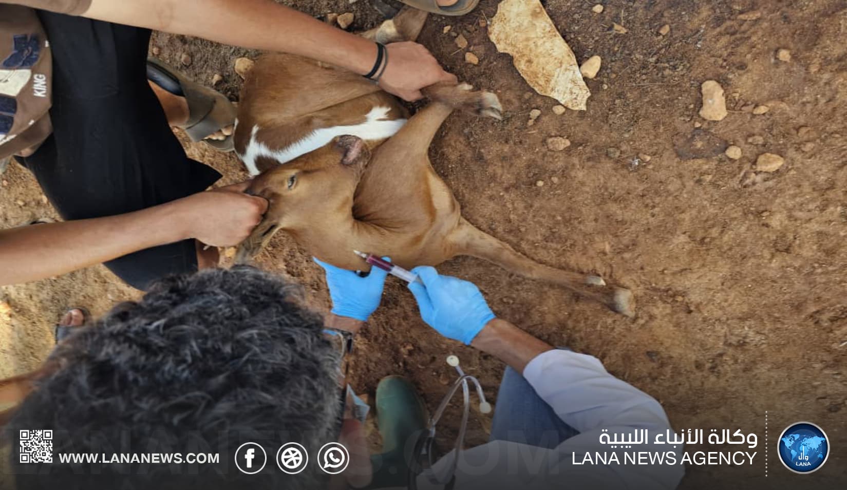 Benghazi NCAH Starts Disease Containment in Tobruk