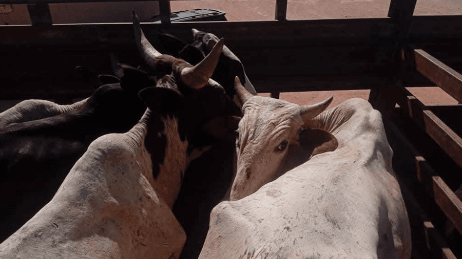 Libya: Misdiagnosis of Dead Cows and Market Closures
